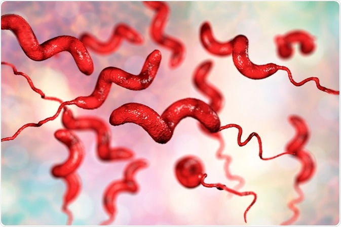 image Credit: Campylobacter bacteria, C. jejuni, C. fetus, Gram-negative S-shaped motile bacteria the causative agent of food-borne infection campylobacteriosis, 3D illustration